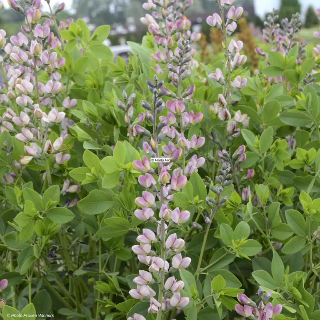 Baptisia Decadence Pink Truffles - Indigolupine