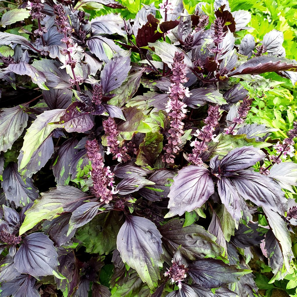 Basilikum Cinamonette