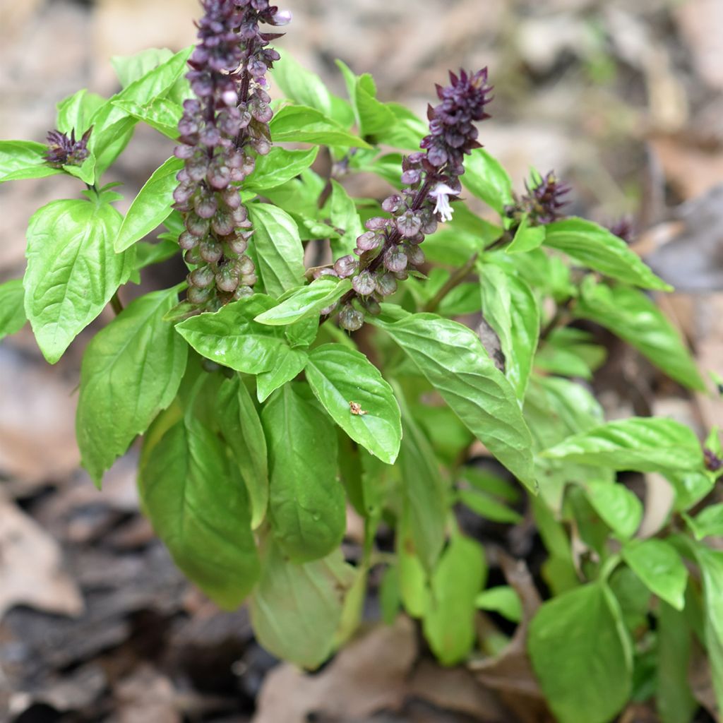 Basilikum Cinamonette