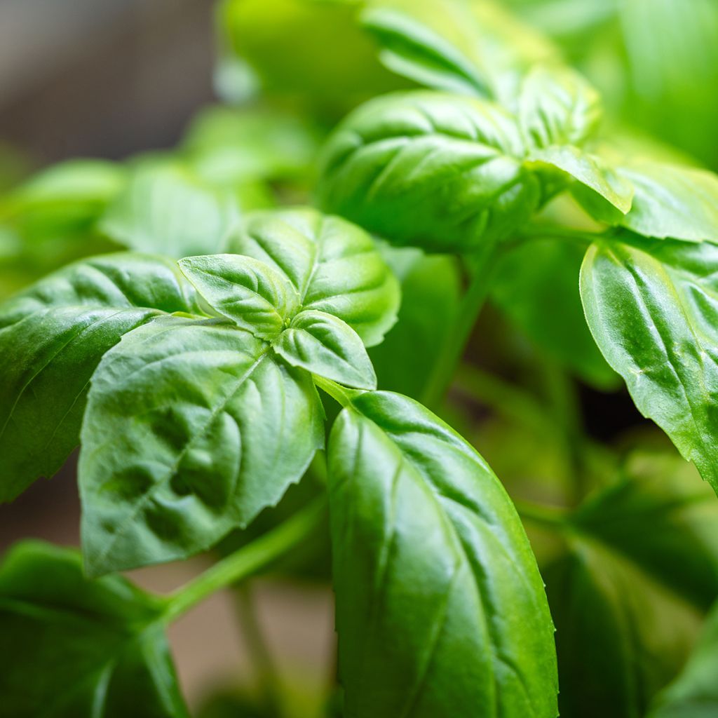 Basilikum Genovese Bio