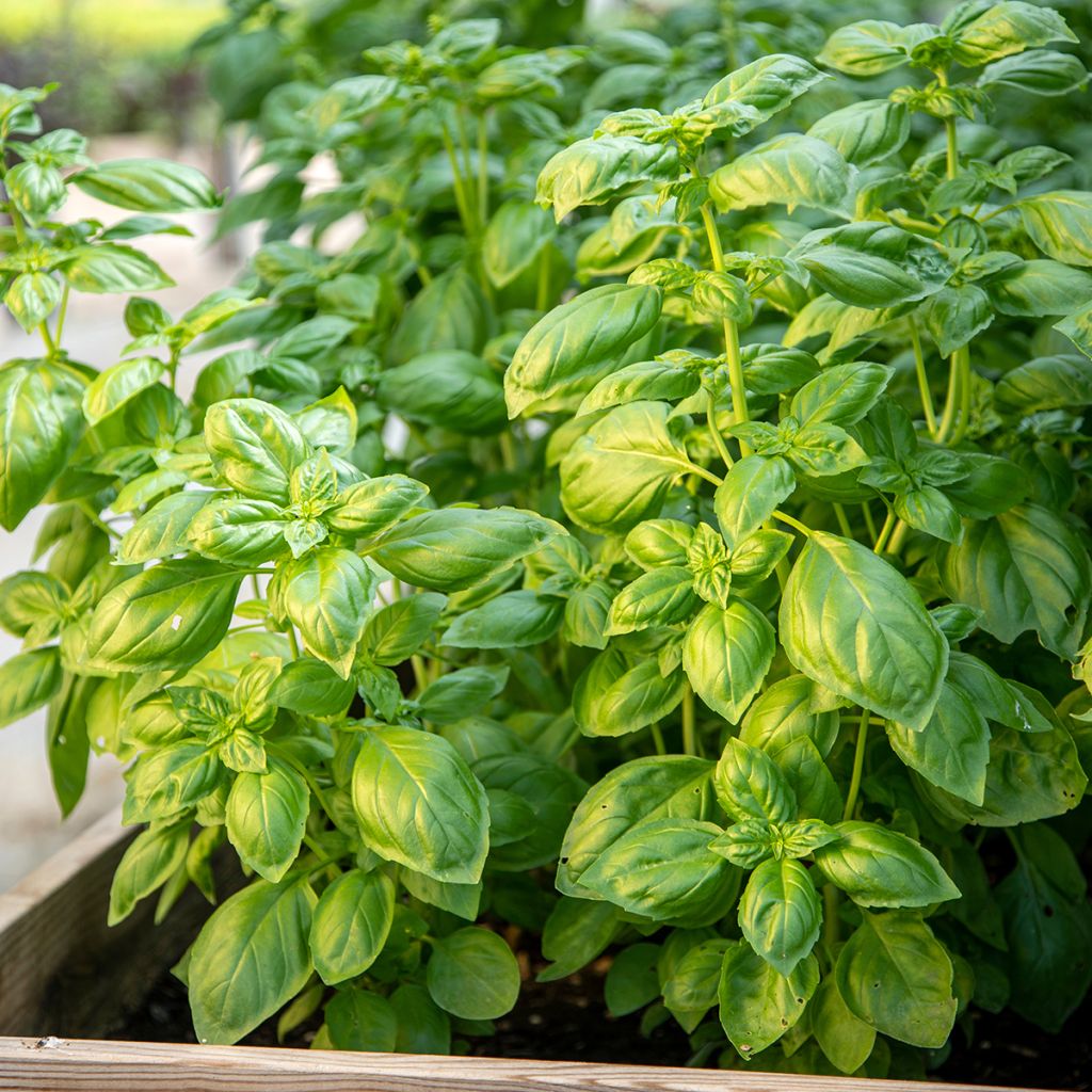 Basilikum Genovese Bio
