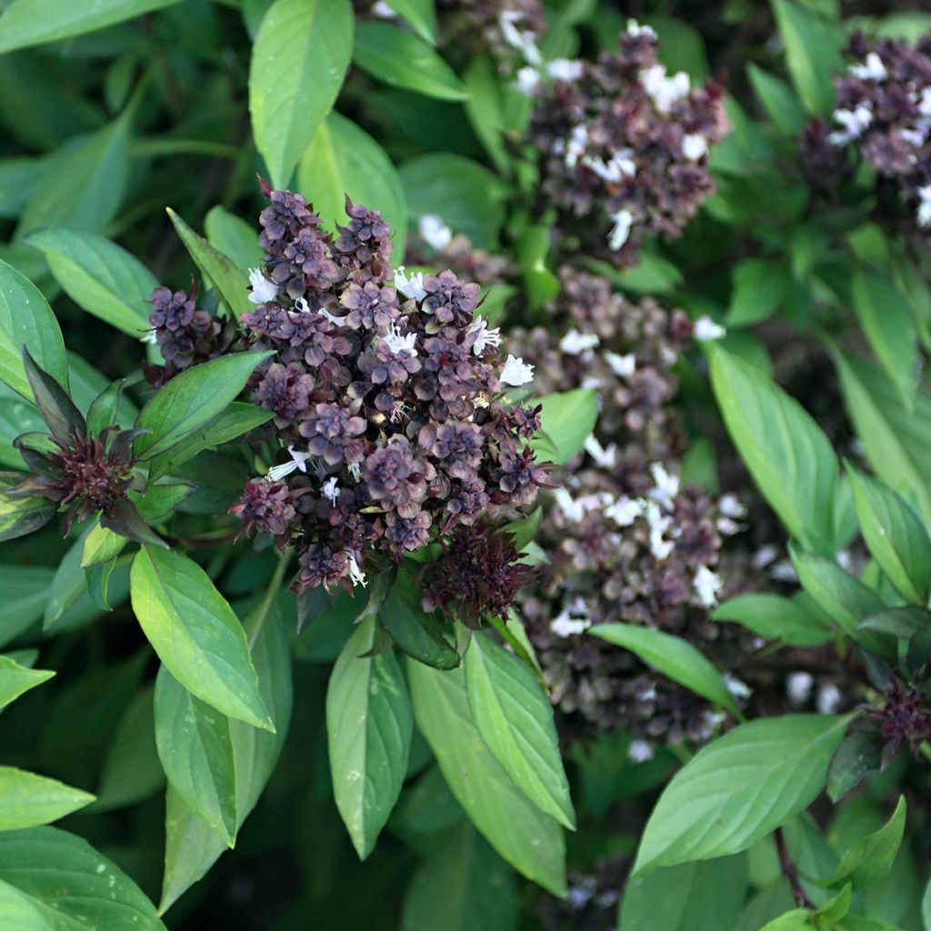 Basilikum Reine de la Thaïlande Siam Queen