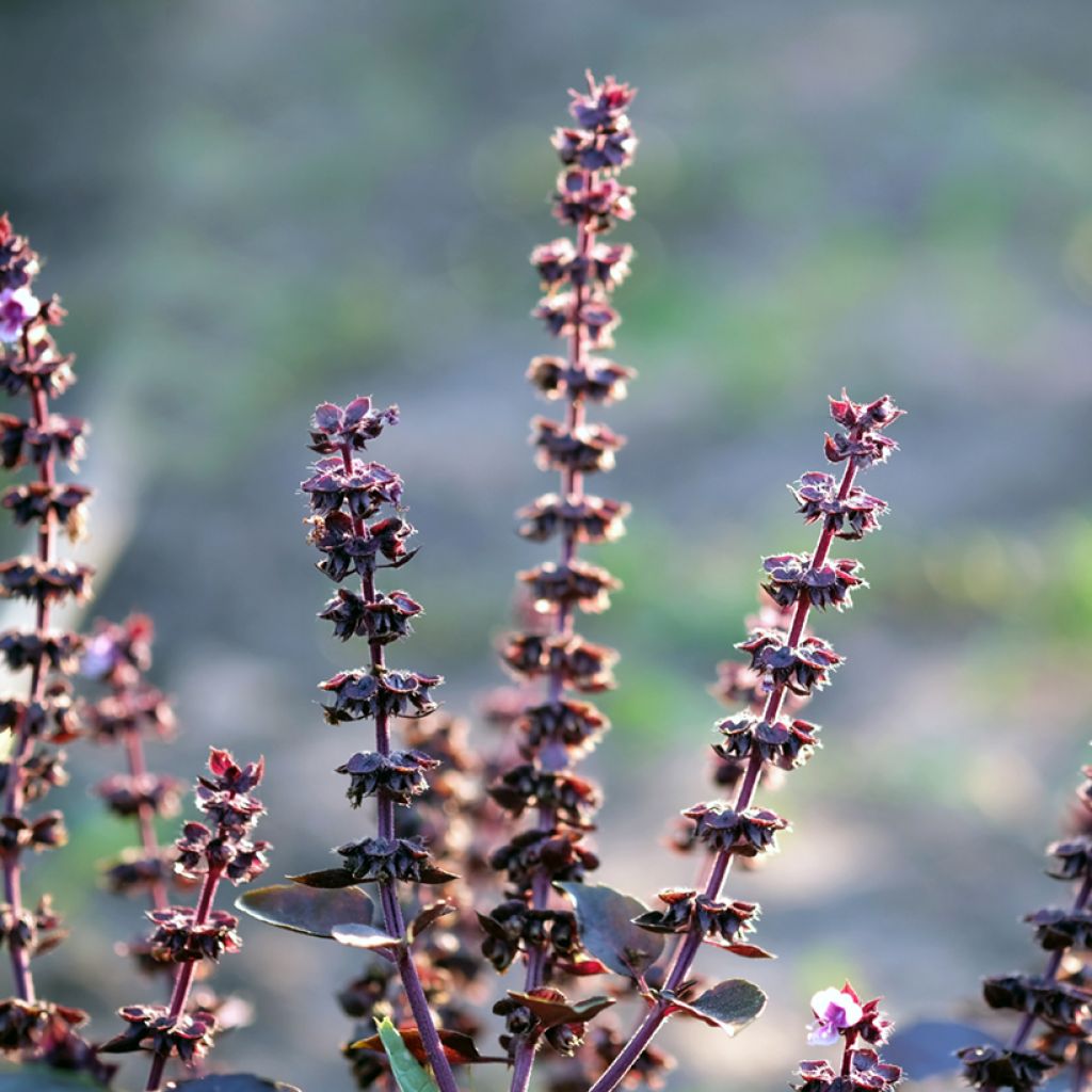 Basilikum Dark Opal
