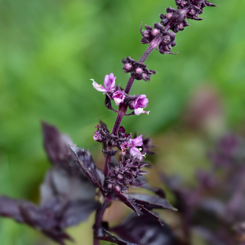 Basilikum Dark Opal