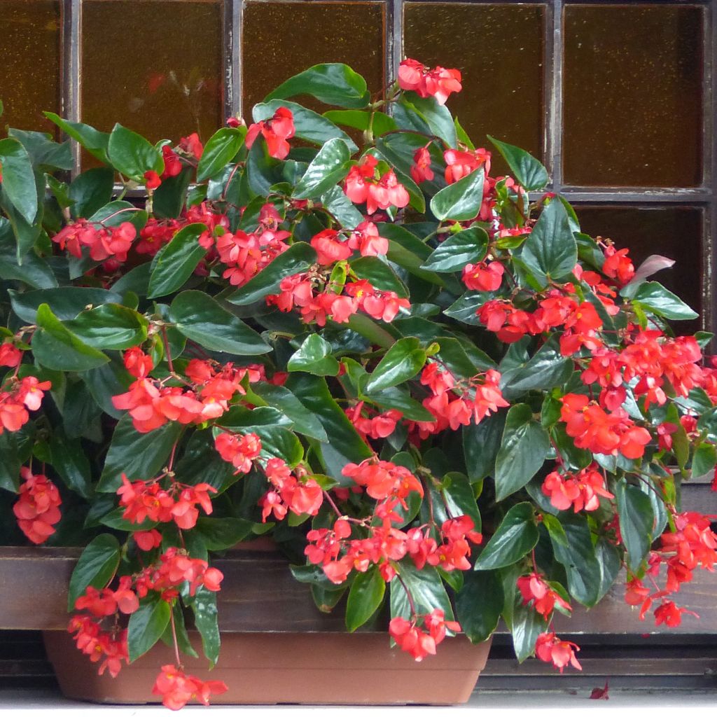 Begonie Dragon Wing Red - Begonia semperflorens