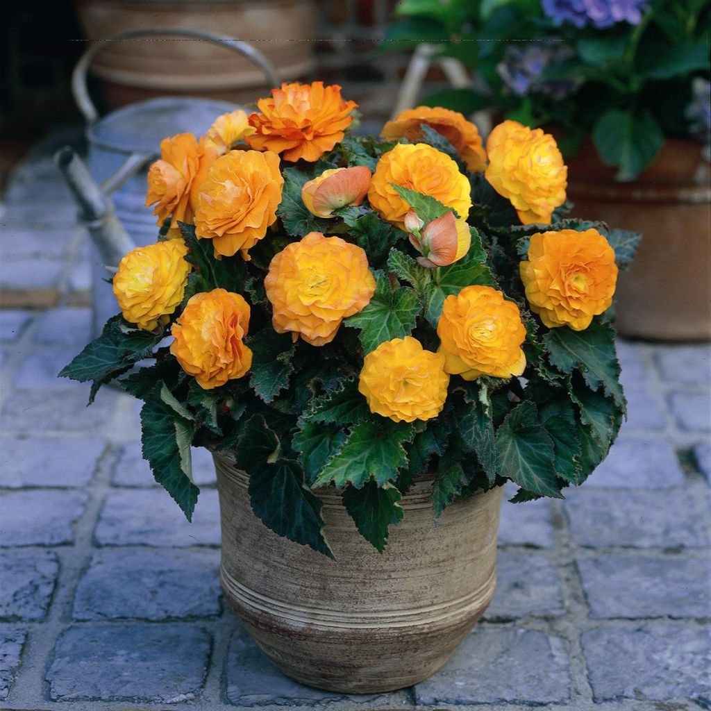 Begonie Non Stop Apricot - Begonia multiflora
