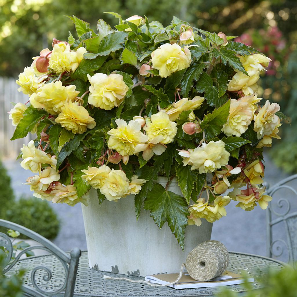 Begonie Sunny Dream - Begonia Odorata 