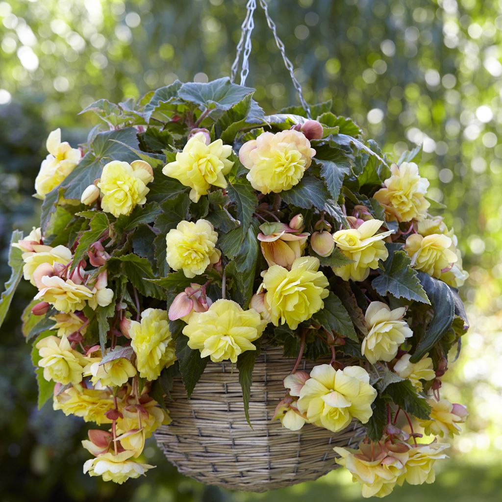 Begonie Sunny Dream - Begonia Odorata 