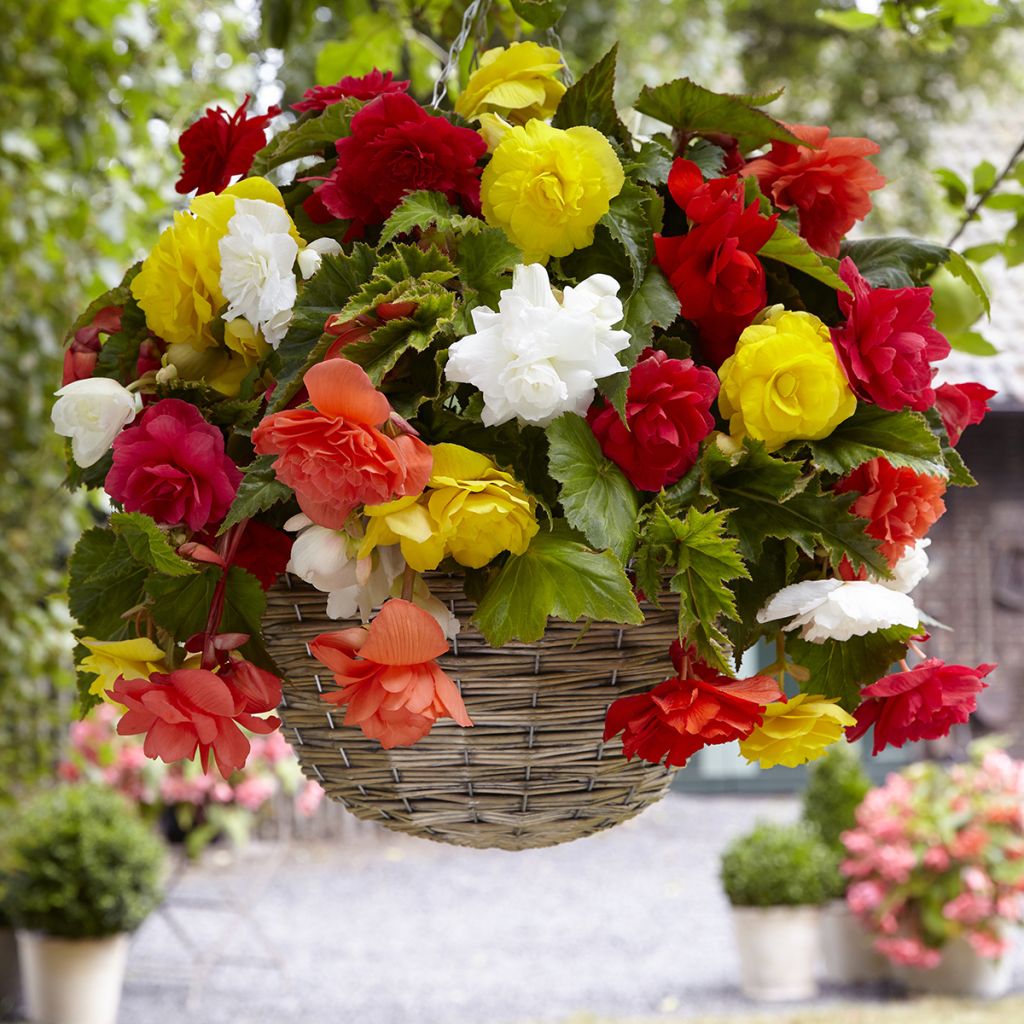 Begonie Cascade mix 6 Farben - Begonia Pendula 