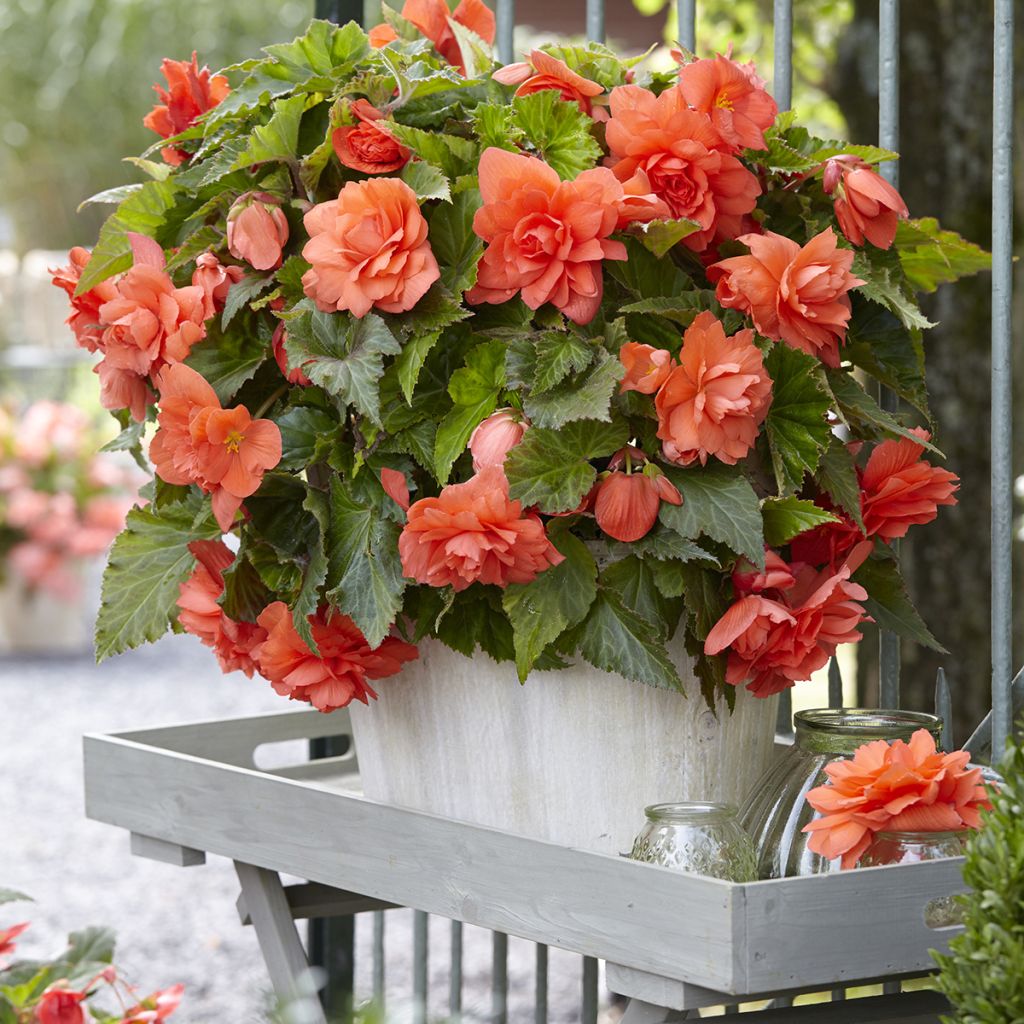Begonie Cascade Salmon - Begonia Pendula