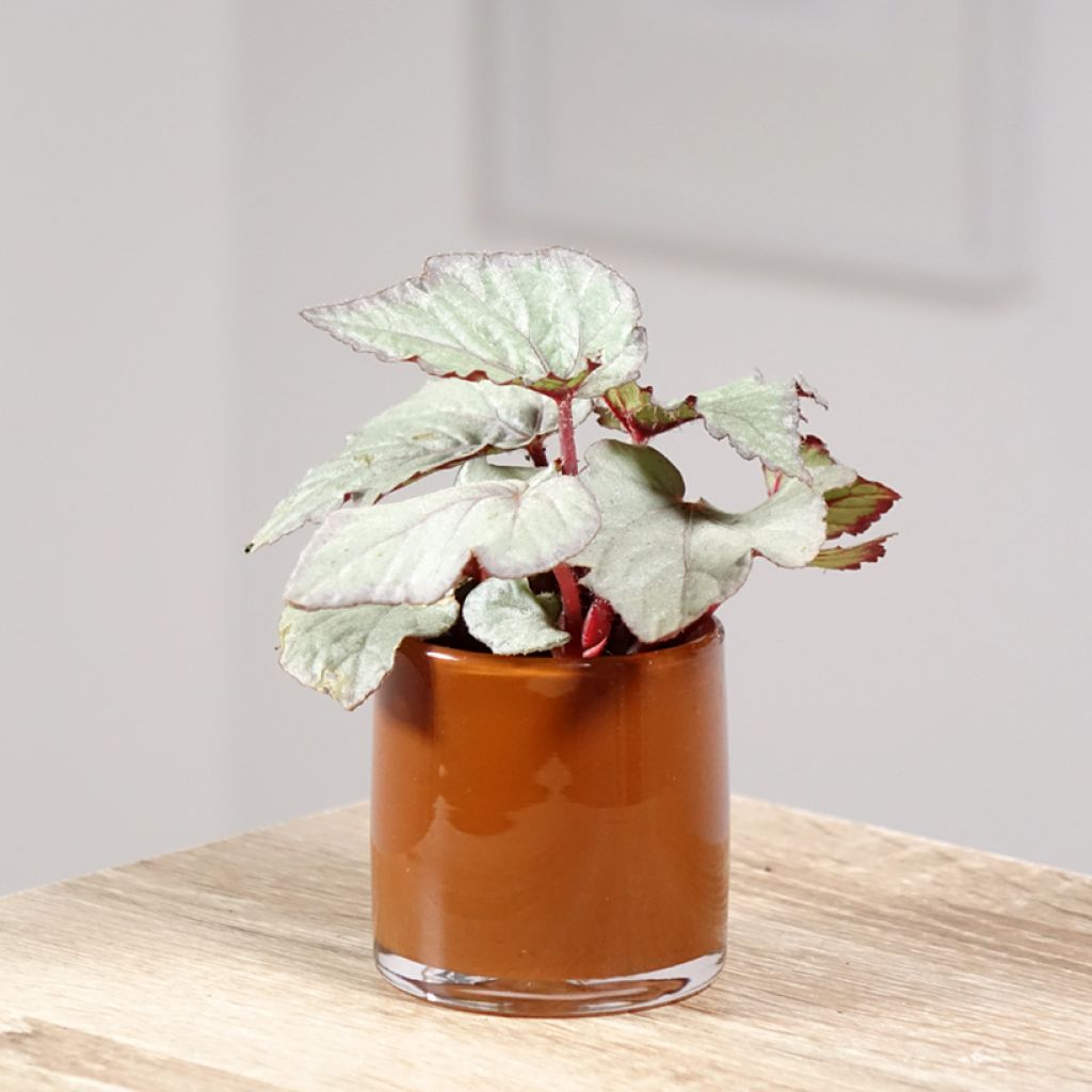 Begonia Rex Pink Pop - Blattbegonie