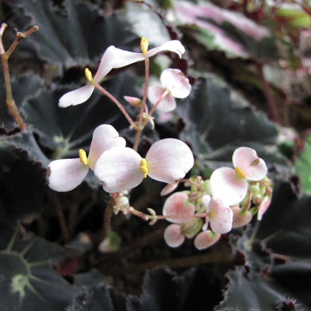 Begonia Rex Dark Mambo - Blattbegonie