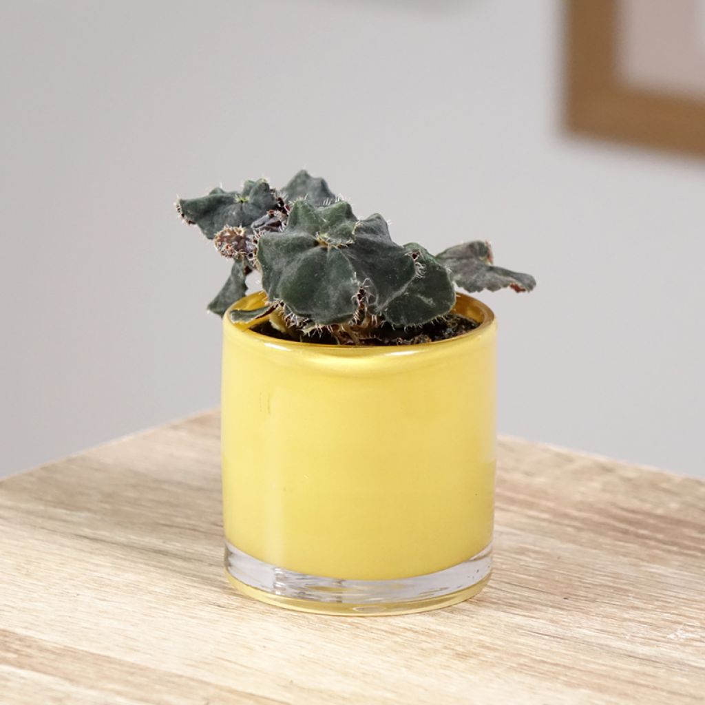 Begonia Rex Dark Mambo - Blattbegonie