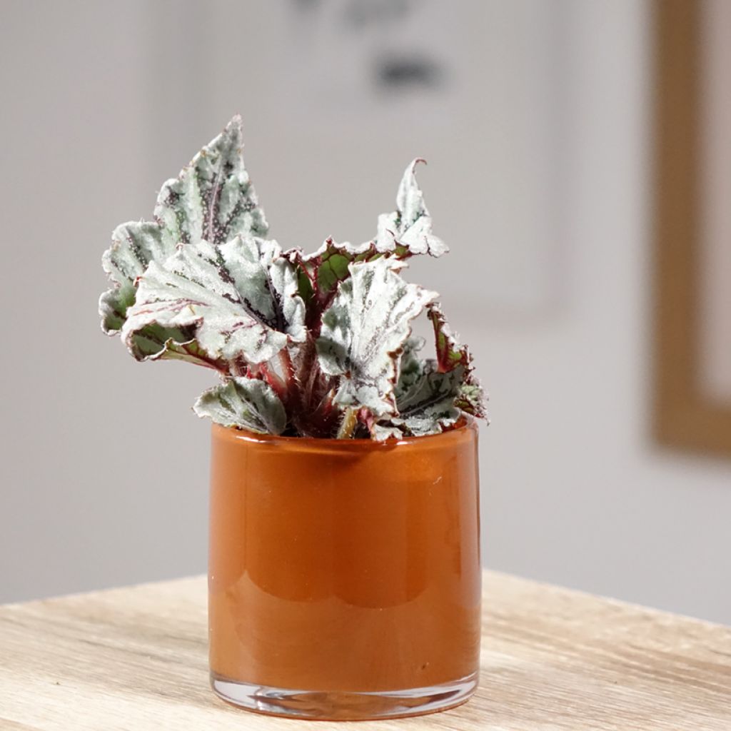 Begonia Rex Dew Drop - Blattbegonie