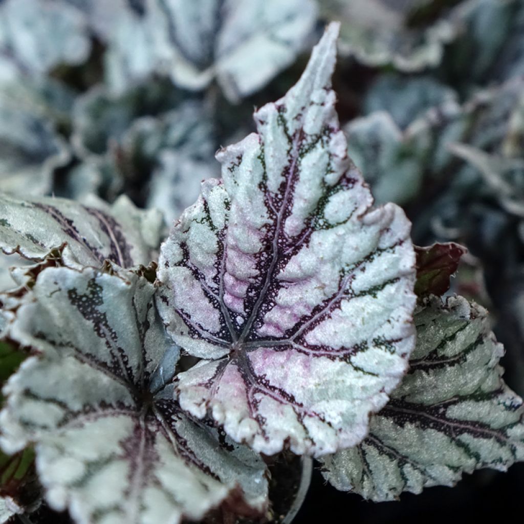 Begonia Rex Dew Drop - Blattbegonie