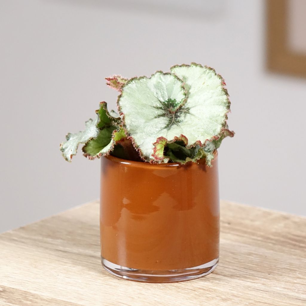 Begonia Rex Escargot - Blattbegonie