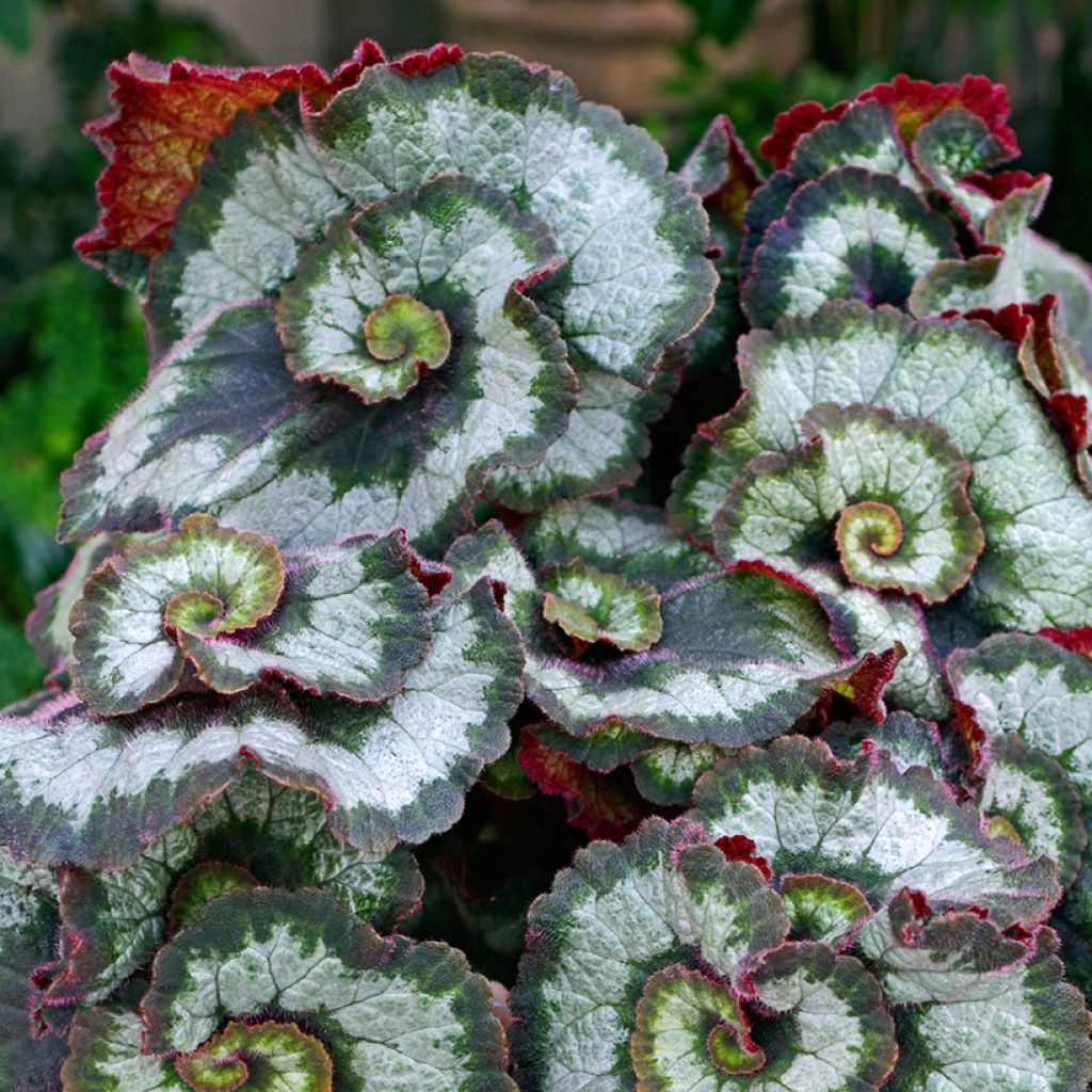 Begonia Rex Escargot - Blattbegonie