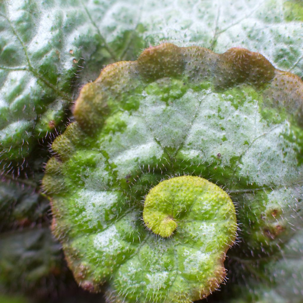 Begonia Rex Escargot - Blattbegonie