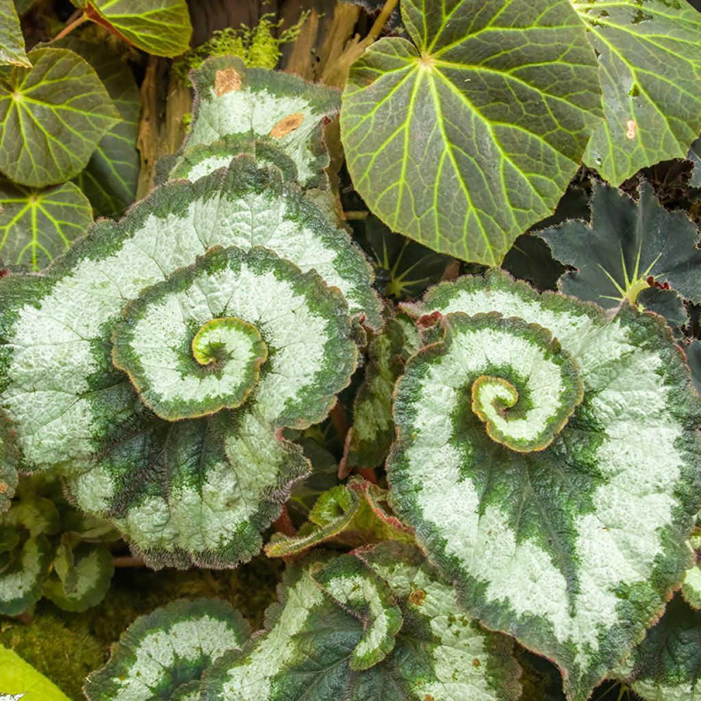 Begonia Rex Escargot - Blattbegonie