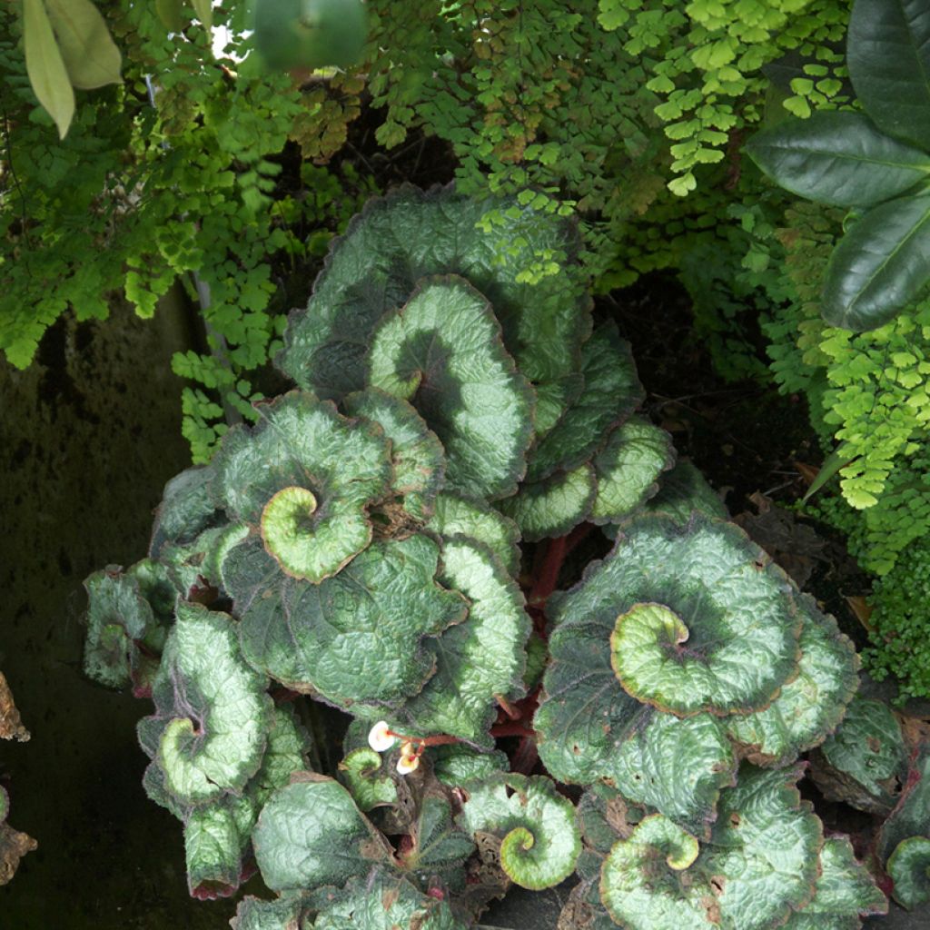 Begonia Rex Escargot - Blattbegonie
