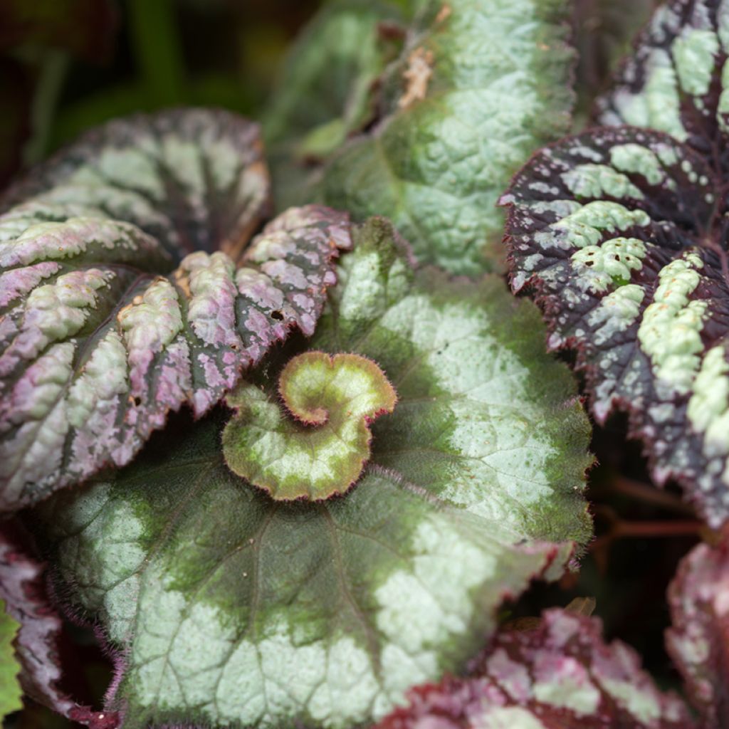 Begonia Rex Escargot - Blattbegonie