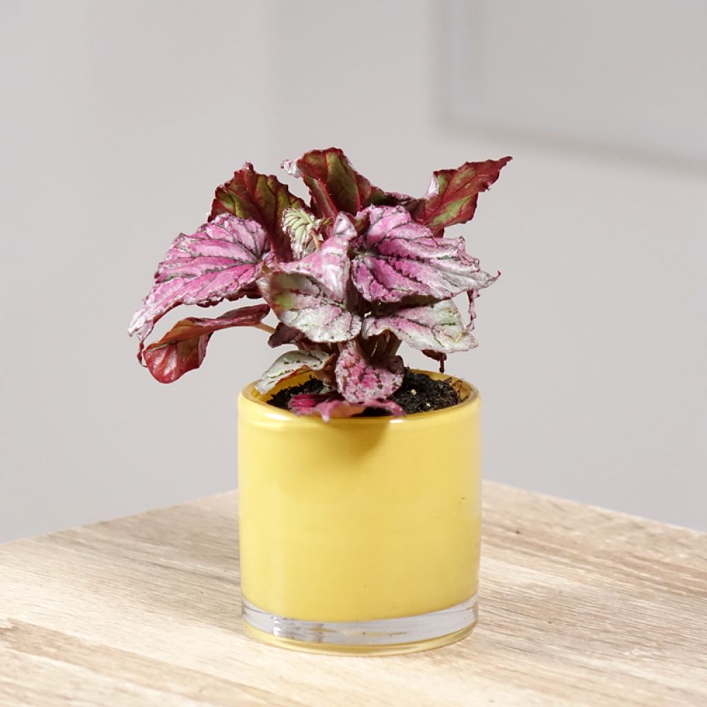 Begonia Rex Hugh McLauchlan - Blattbegonie