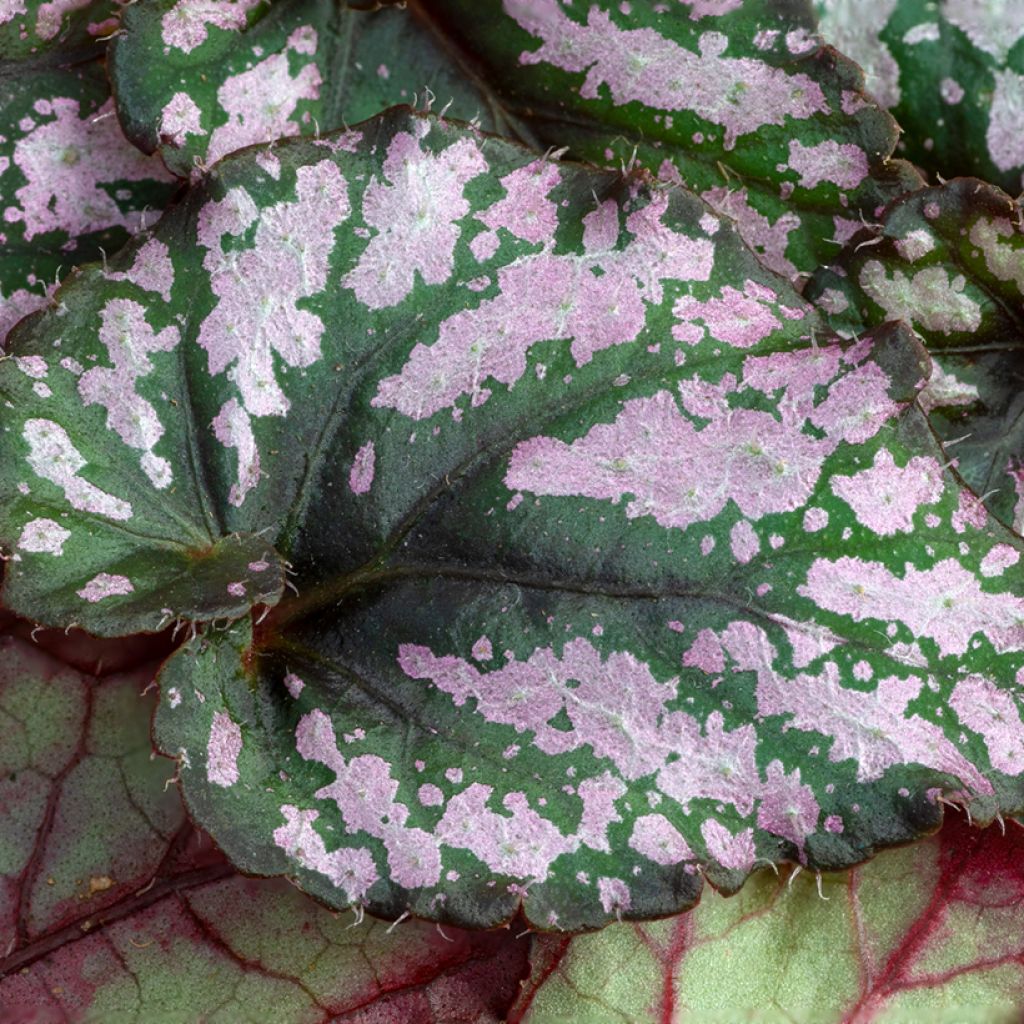 Begonia Rex Hugh McLauchlan - Blattbegonie
