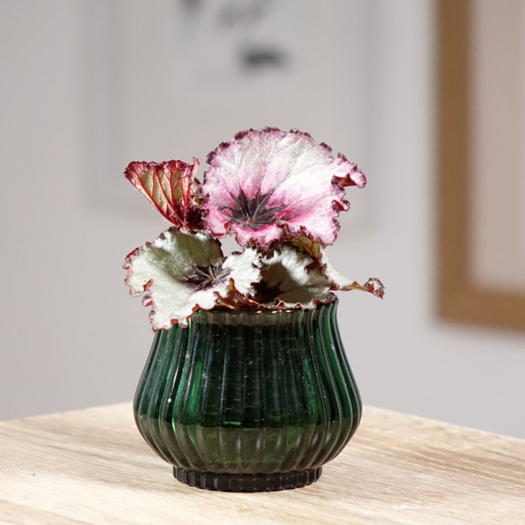 Begonia Rex Red Heart - Blattbegonie