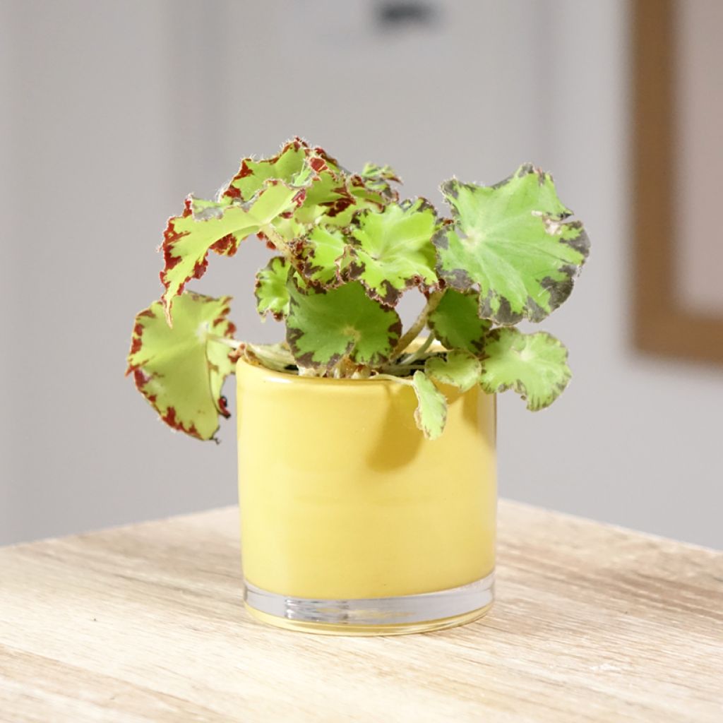 Begonia Rex Red Jive - Blattbegonie