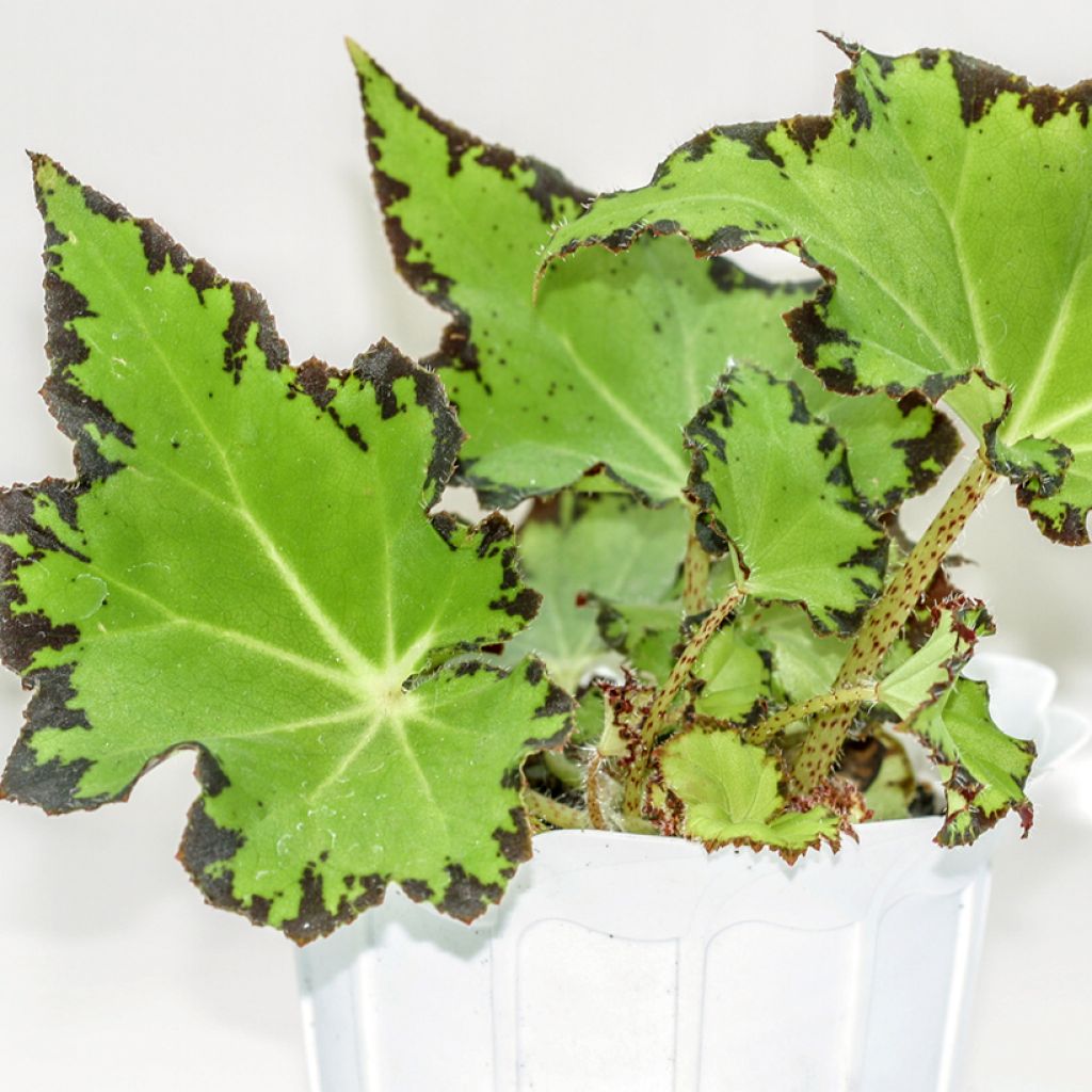 Begonia Rex Red Jive - Blattbegonie