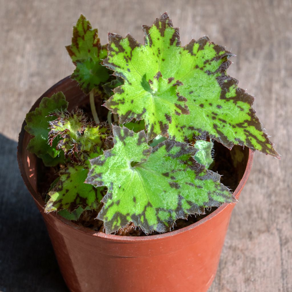 Begonia Rex Red Jive - Blattbegonie