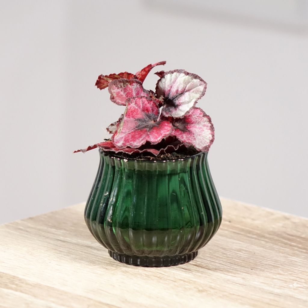 Begonia Rex Red Kiss - Blattbegonie