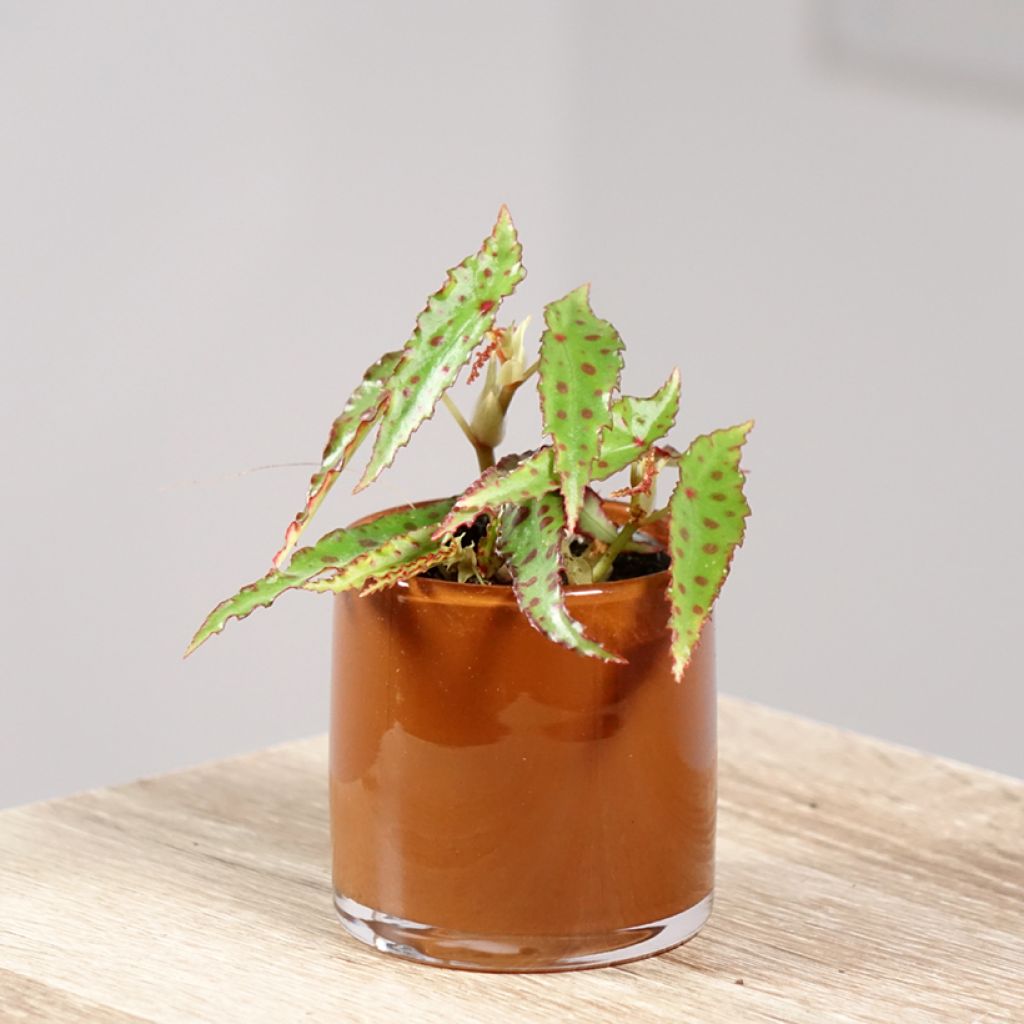 Begonia amphioxus - Zimmerbegonie