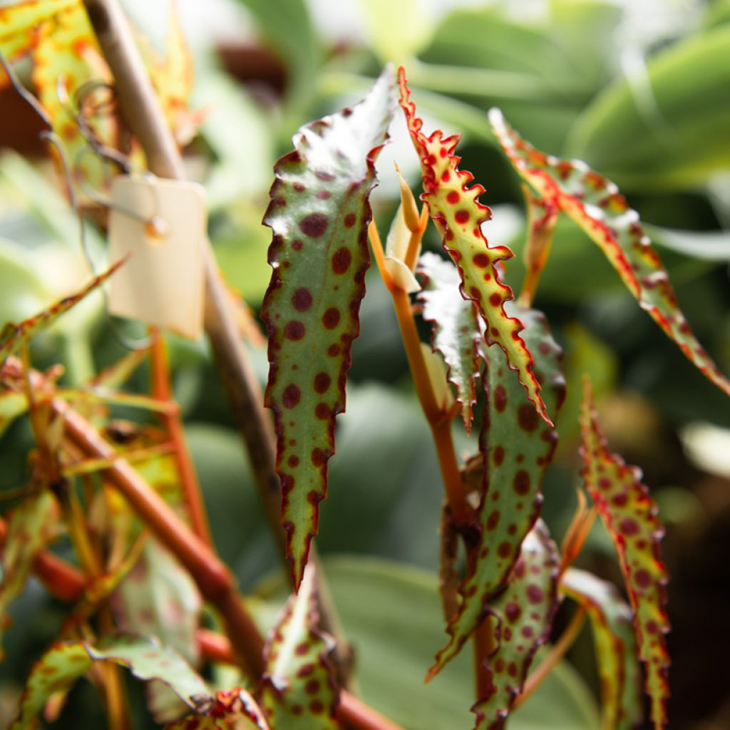 Begonia amphioxus - Zimmerbegonie
