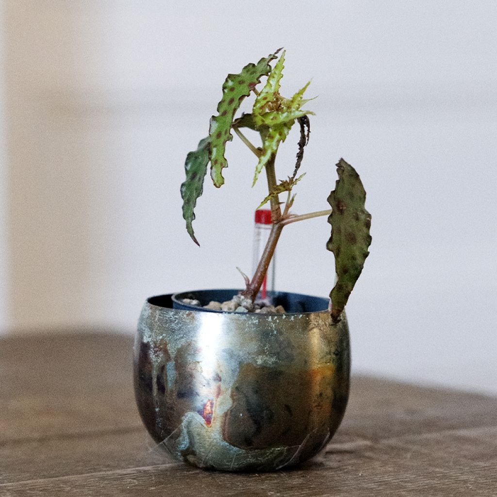 Begonia amphioxus - Zimmerbegonie