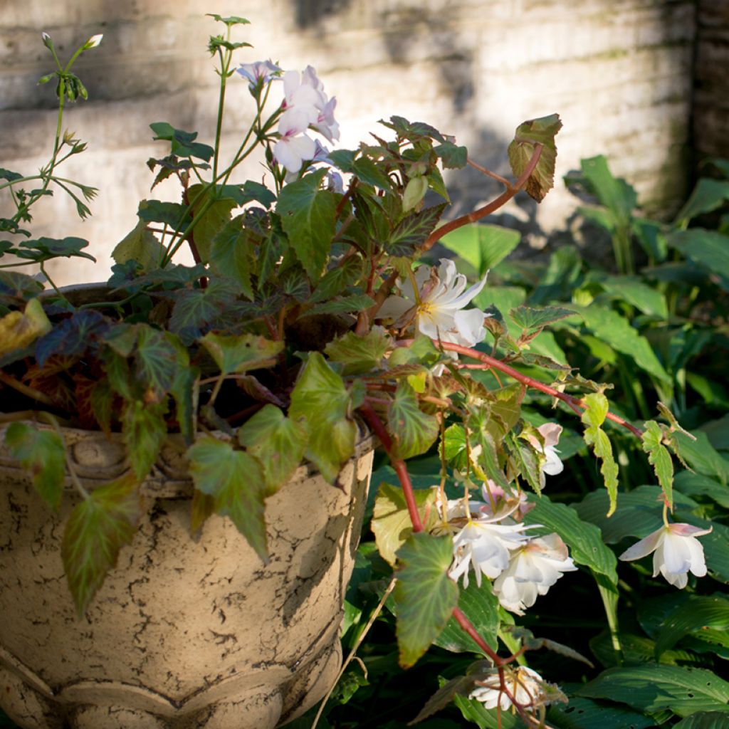 Begonie White - Begonia pendula