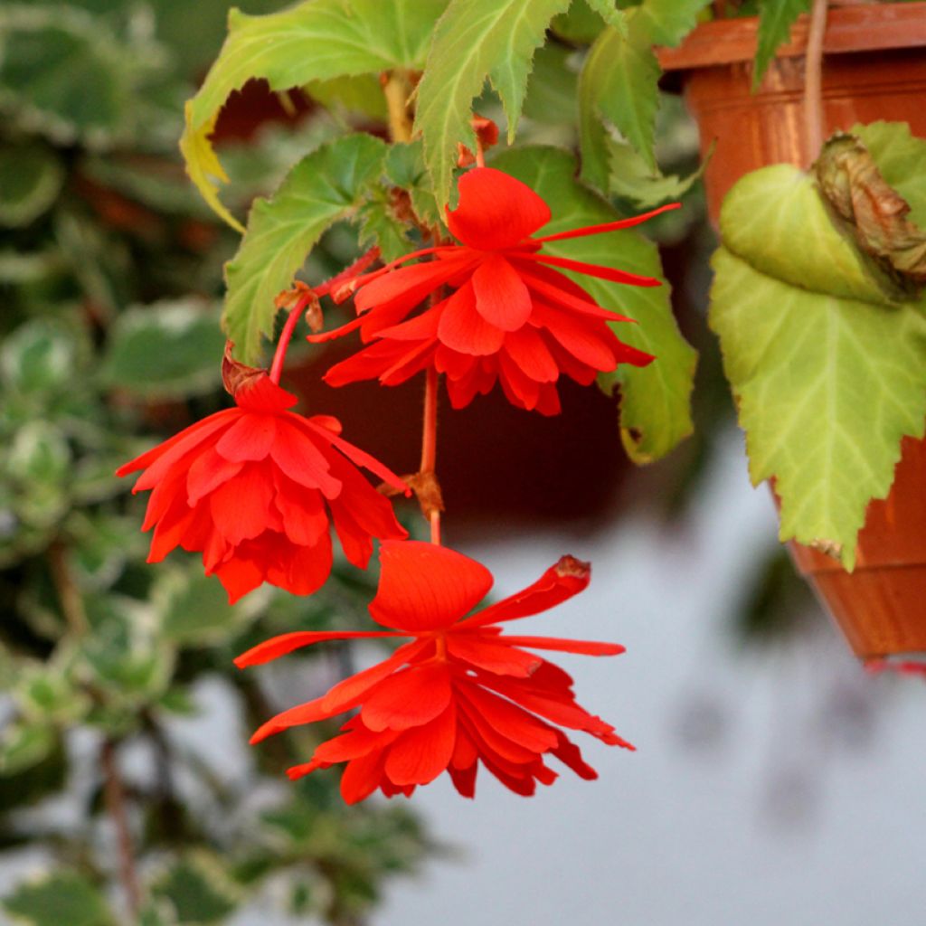 Begonie Orange - Begonia pendula