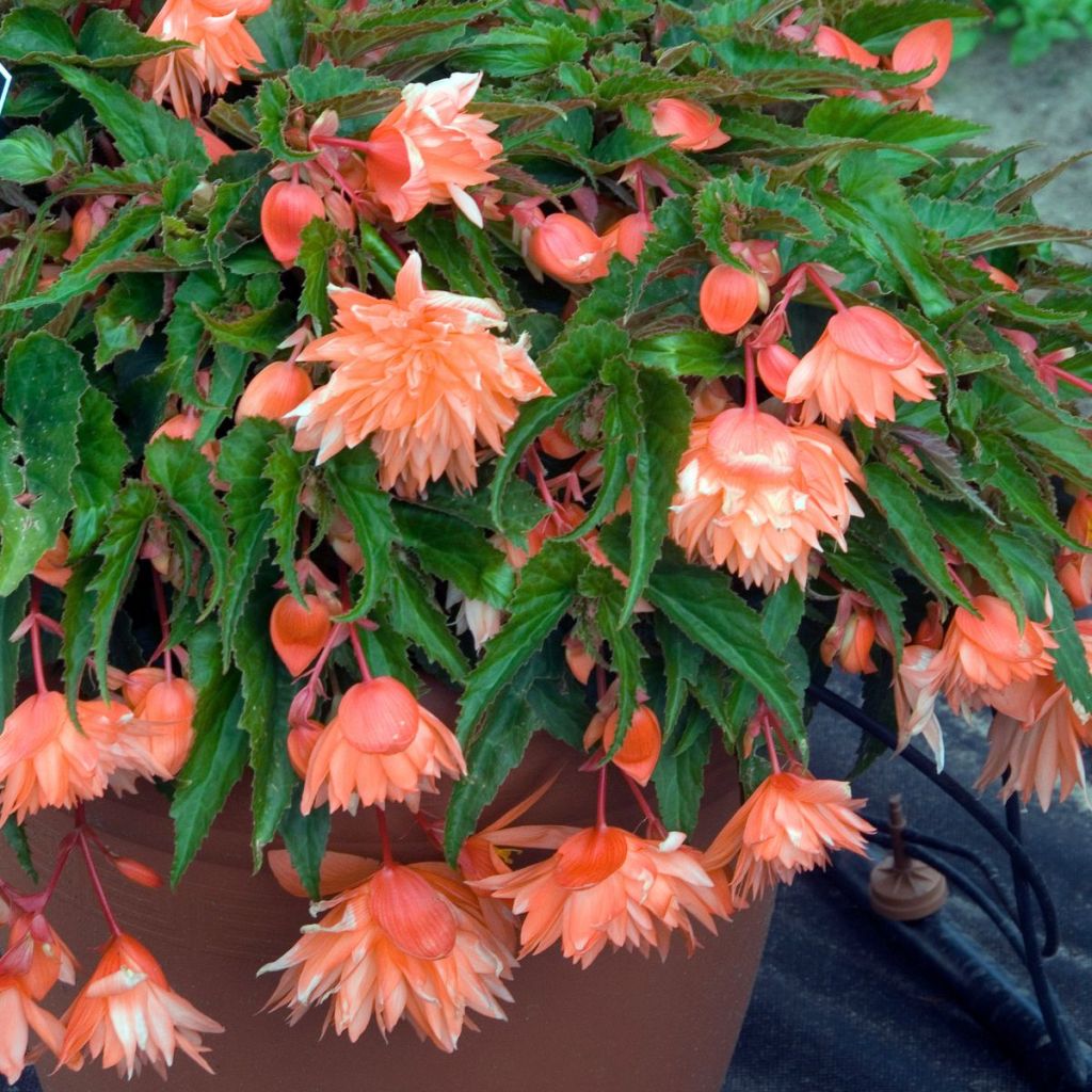 Begonie Belleconia Mango - Begonia