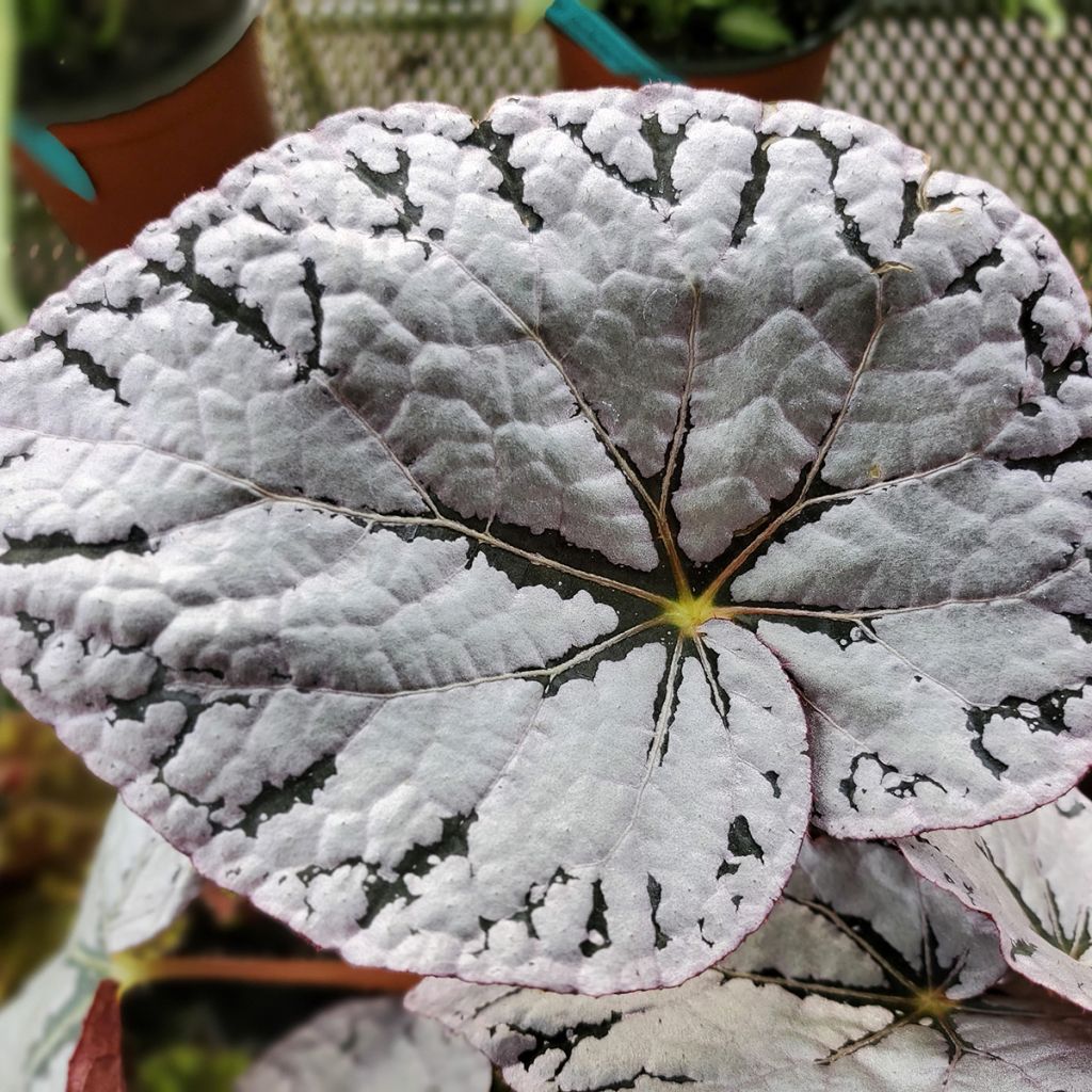 Begonia Rex Chayo - Blattbegonie