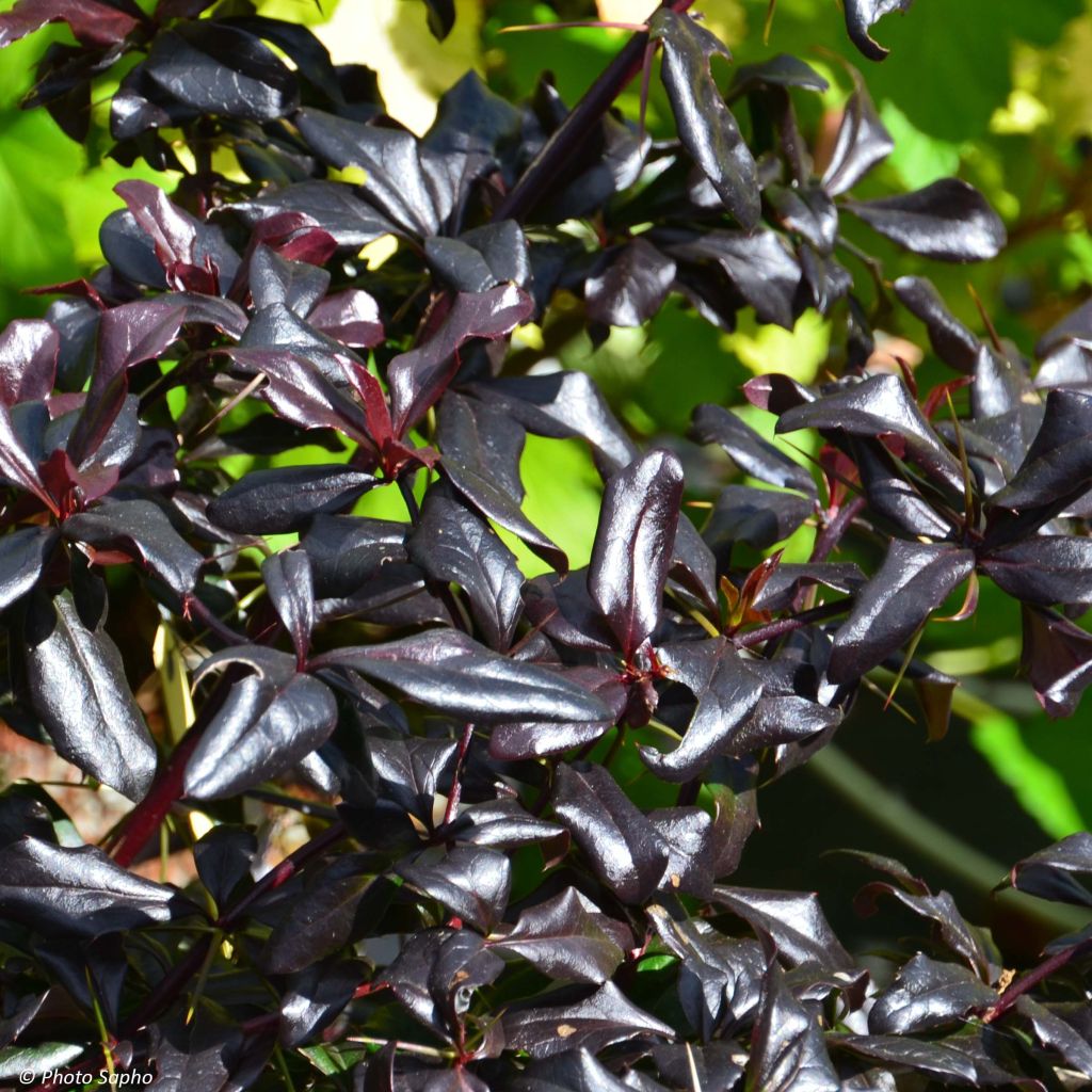 Berberis thunbergii Thunderbolt