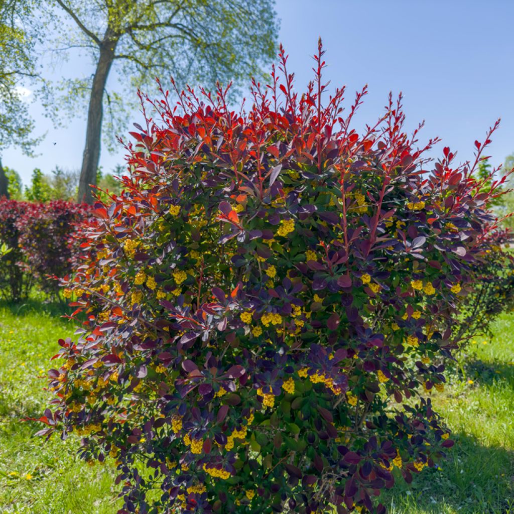 Berberis ottawensis Superba - Berberitze