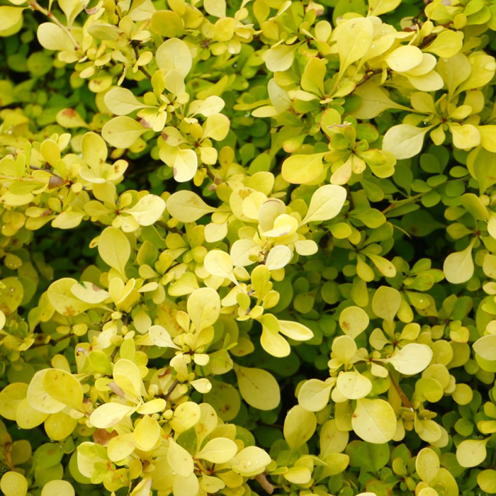 Berberis thunbergii Aurea