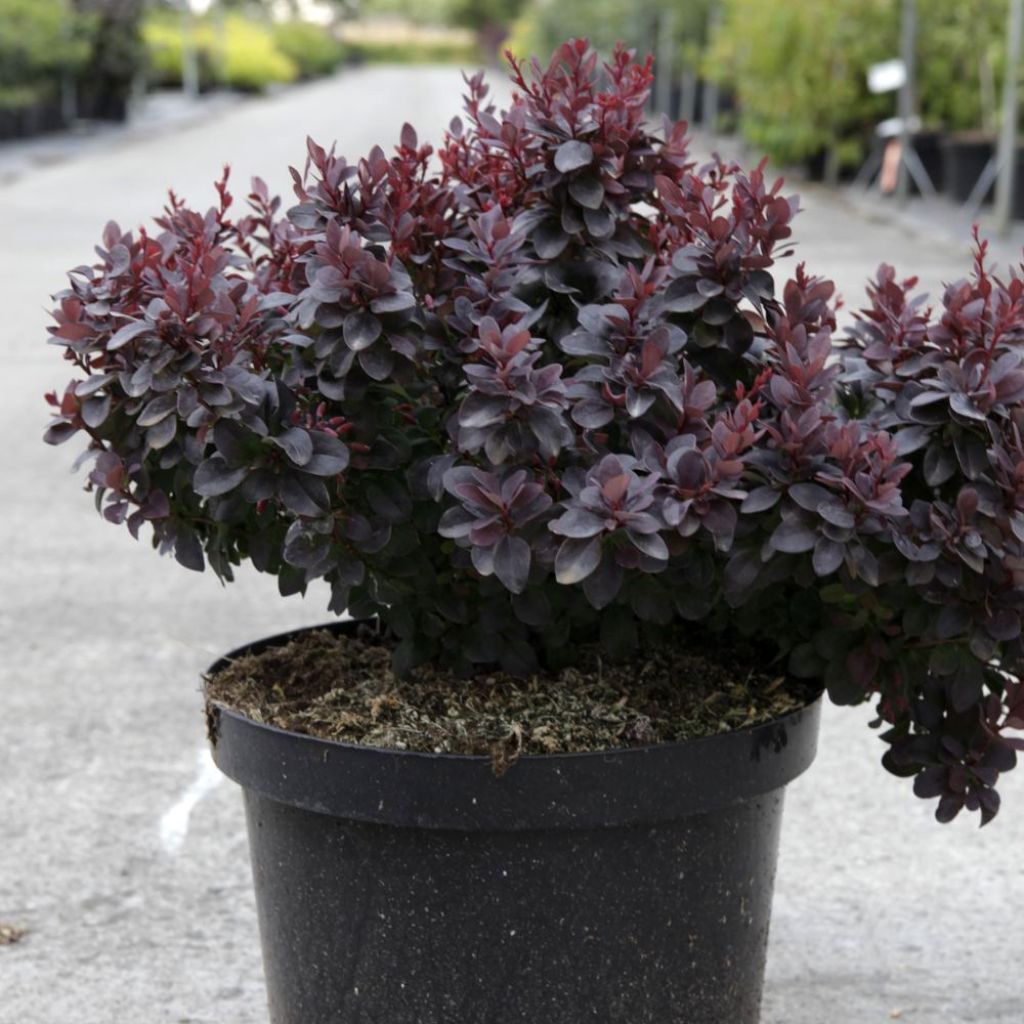 Berberis thunbergii Concorde