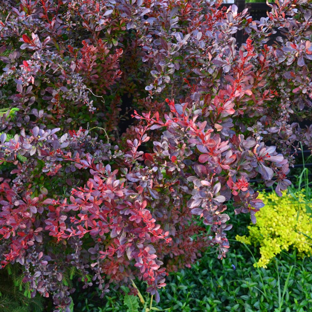 Berberis thunbergii Concorde