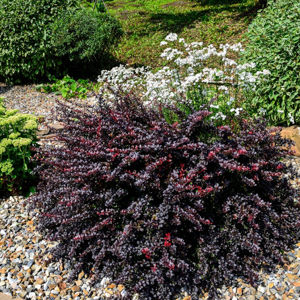 Berberis thunbergii Concorde