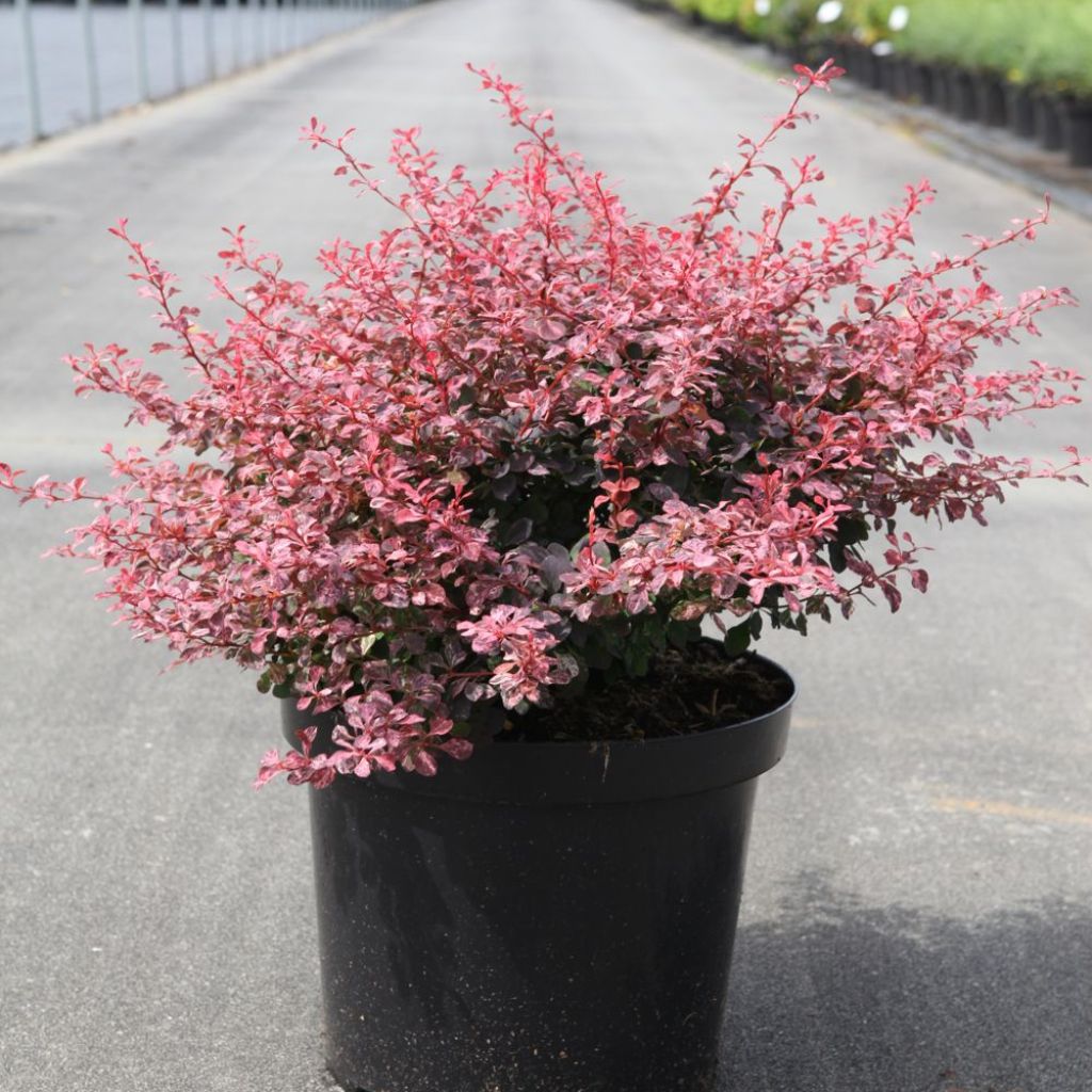 Berberis thunbergii Inspiration