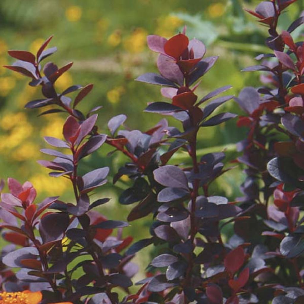 Berberis thunbergii Bagatelle