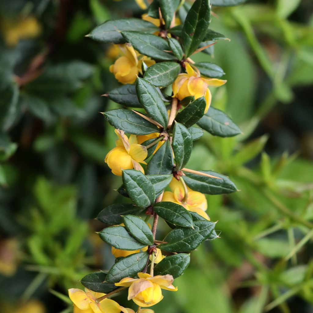 Berberis Chenaultii - Berberitze