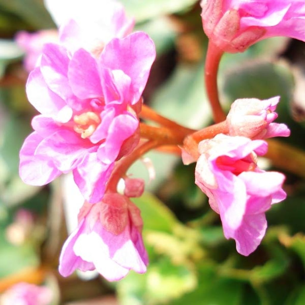 Bergenia cordifolia - Bergenie