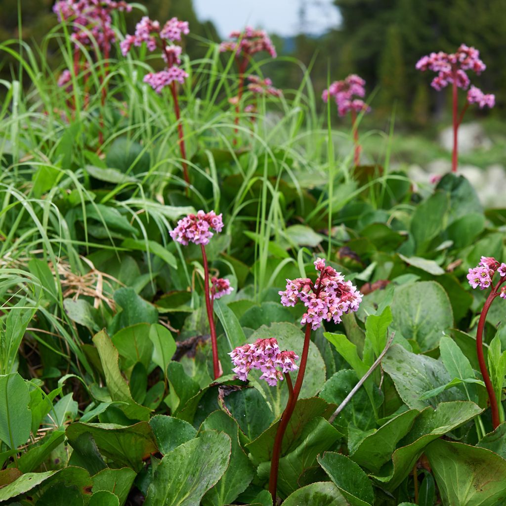 Bergenia cordifolia - Bergenie